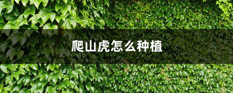 爬山虎怎么种植