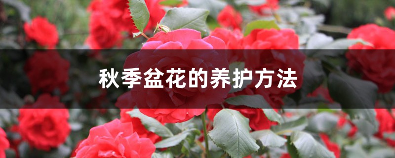 秋季盆花的养护方法