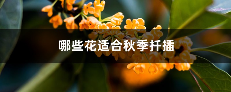 哪些花适合秋季扦插