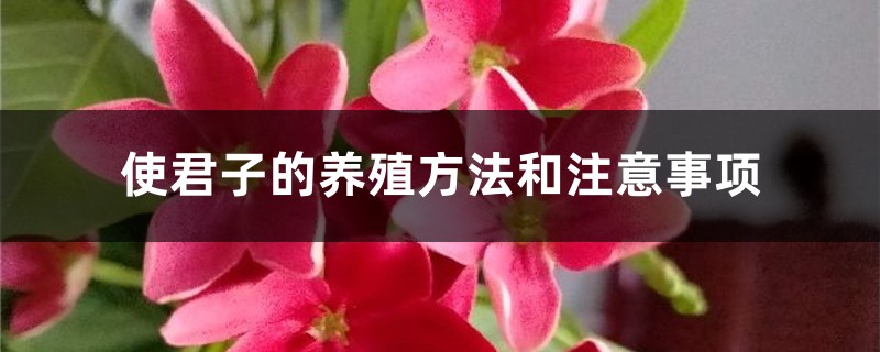 使君子的养殖方法和注意事项