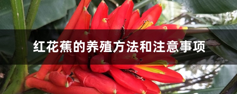 红花蕉的养殖方法和注意事项