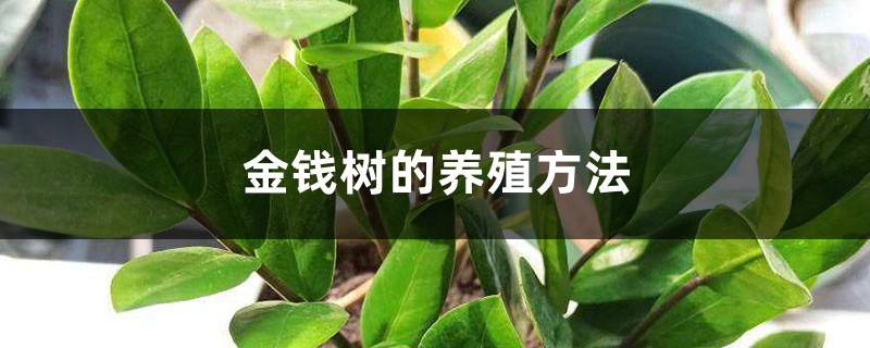 金钱树的养殖方法