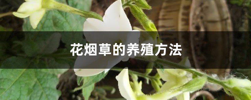 花烟草的养殖方法