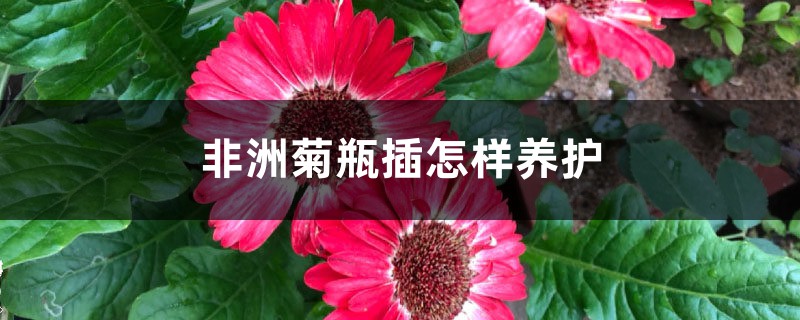 非洲菊瓶插怎样养护