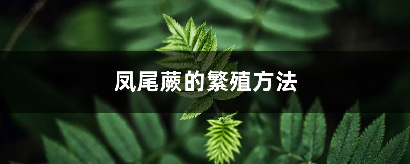 凤尾蕨的繁殖方法