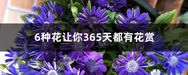 6种花让你365天都有花赏