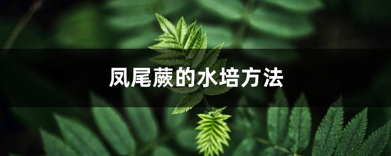 凤尾蕨的水培方法