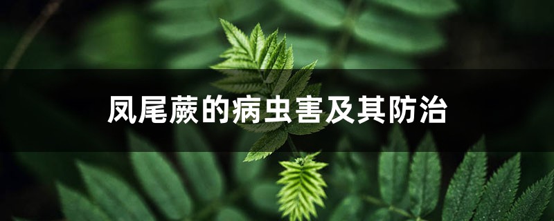 凤尾蕨的病虫害及其防治