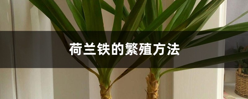 荷兰铁的繁殖方法