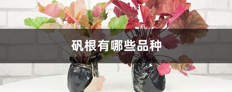 矾根有哪些品种