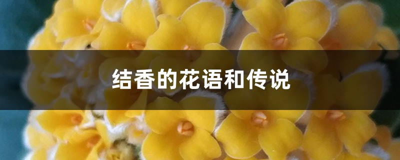 结香的花语和传说