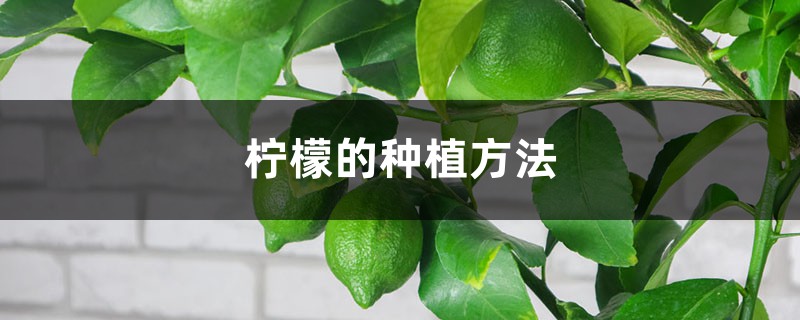 柠檬的种植方法