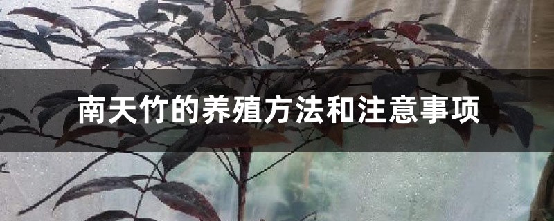 南天竹的养殖方法和注意事项