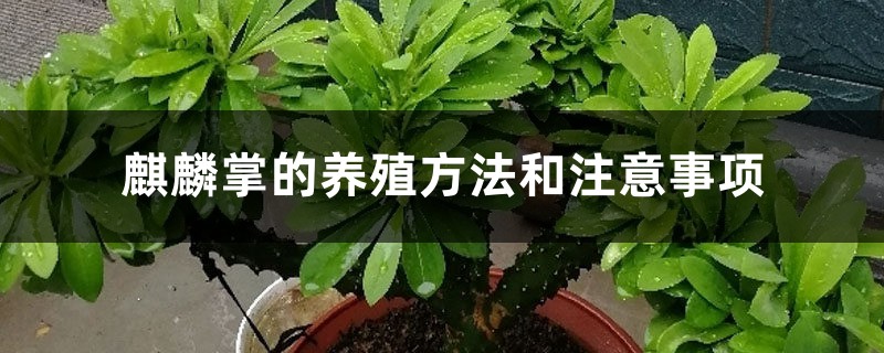 麒麟掌的养殖方法和注意事项