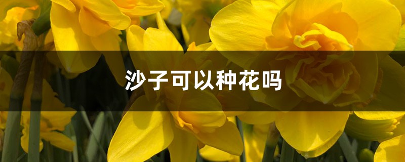 沙子可以种花吗