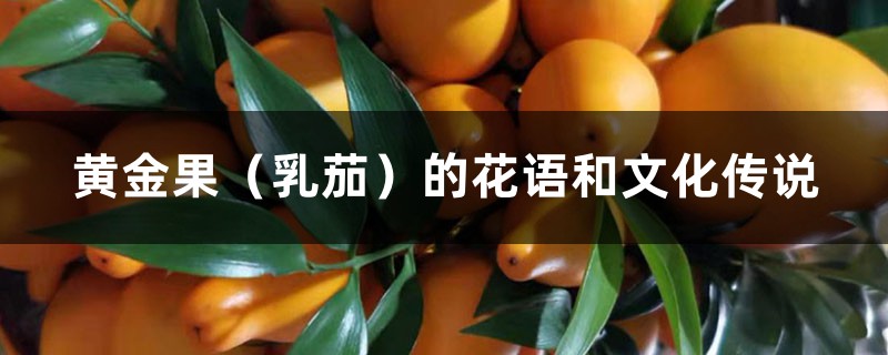 黄金果（乳茄）的花语和文化传说