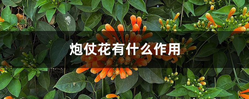 炮仗花有什么作用