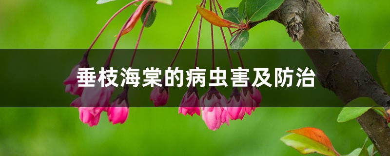 垂枝海棠的病虫害及防治