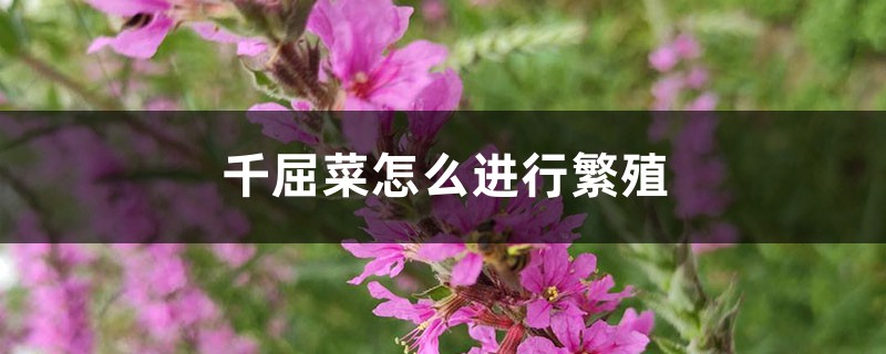 千屈菜怎么进行繁殖