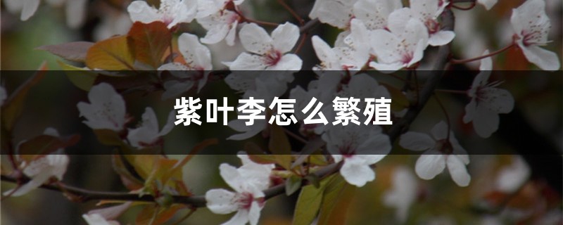 紫叶李怎么繁殖