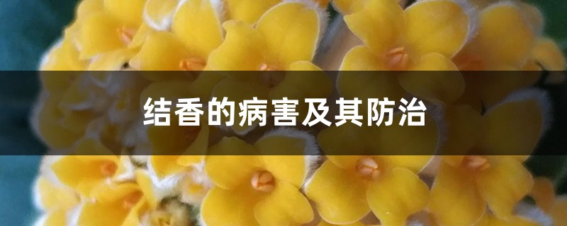 结香的病害及其防治