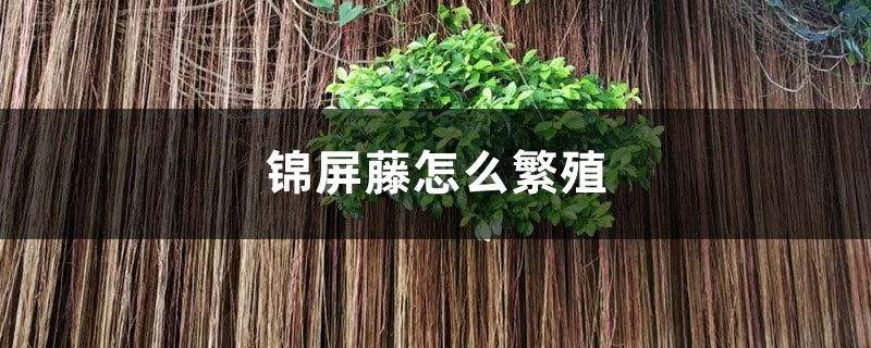 锦屏藤怎么繁殖