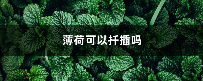 薄荷可以扦插吗 薄荷可以扦插吗
