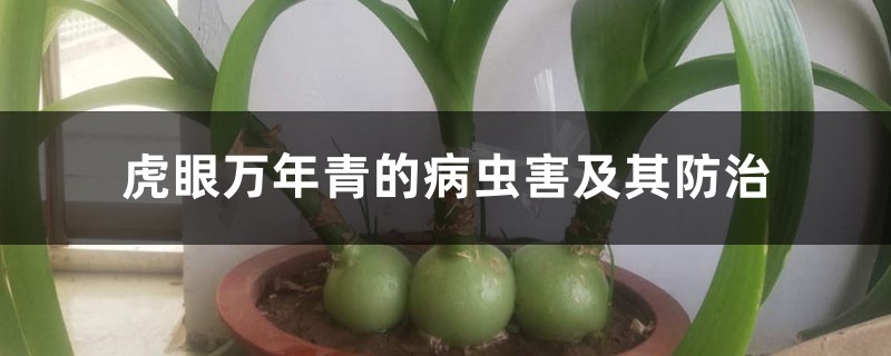 虎眼万年青的病虫害及其防治