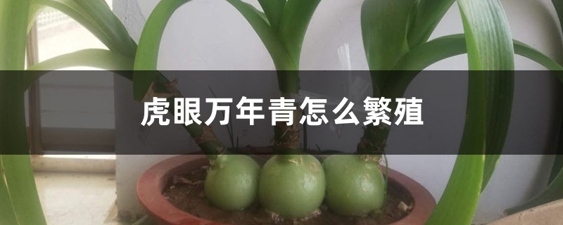 虎眼万年青怎么繁殖