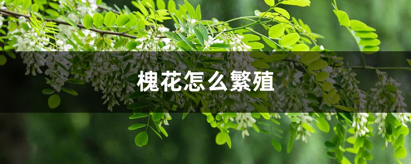 槐花怎么繁殖 槐花怎么繁殖