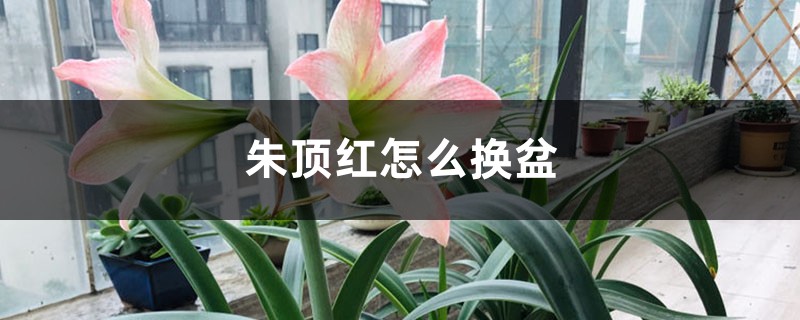 朱顶红怎么换盆