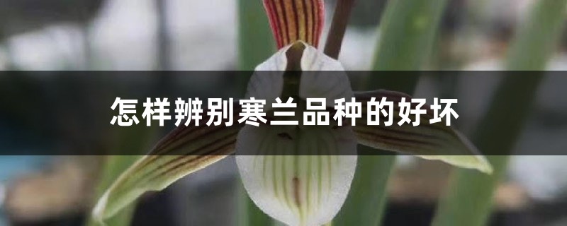 怎样辨别寒兰品种的好坏