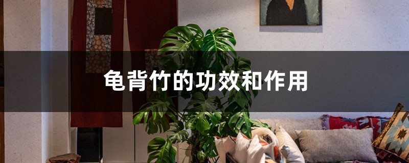 龟背竹的功效和作用