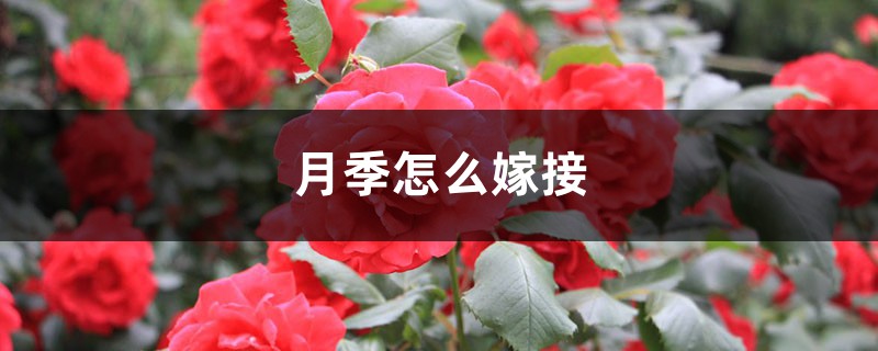 月季怎么嫁接