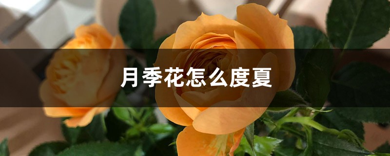 月季花怎么度夏