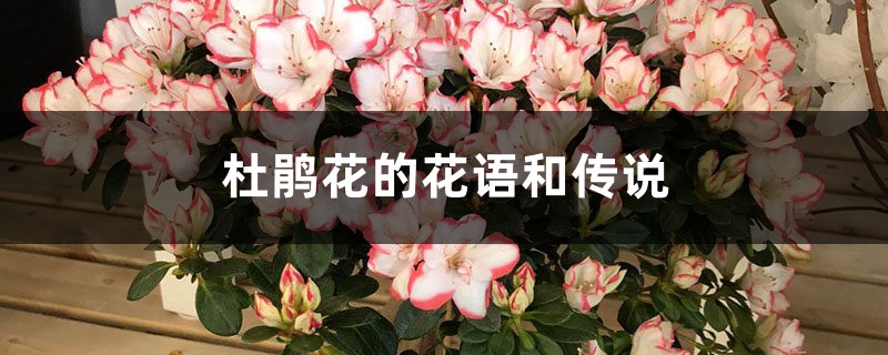 杜鹃花的花语和传说