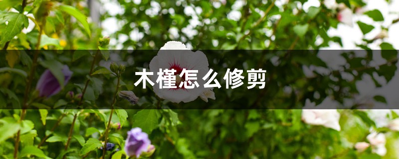 木槿怎么修剪