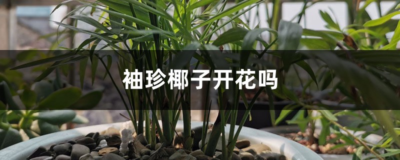 袖珍椰子开花吗