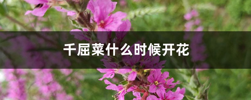 千屈菜什么时候开花