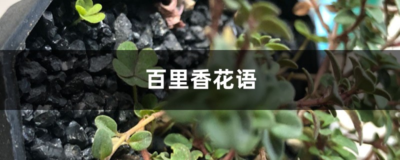 百里香花语