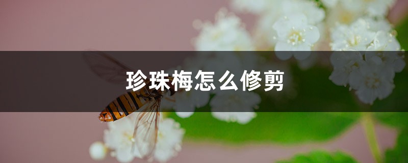 珍珠梅怎么修剪