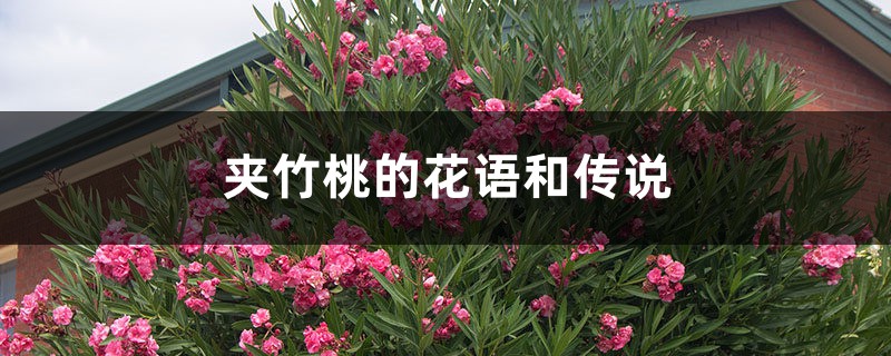 夹竹桃的花语和传说