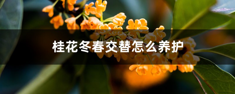 桂花冬春交替怎么养护