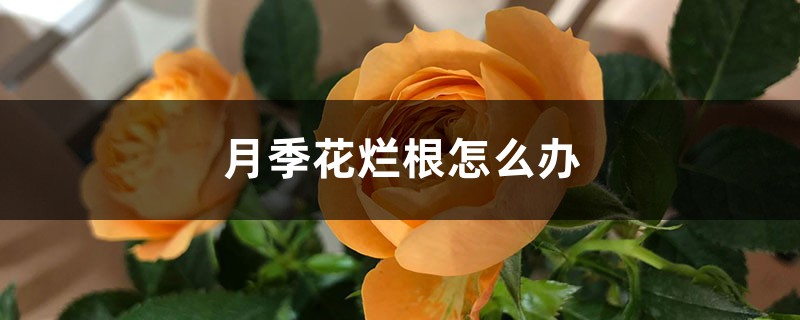月季花烂根怎么办 月季花烂根怎么办