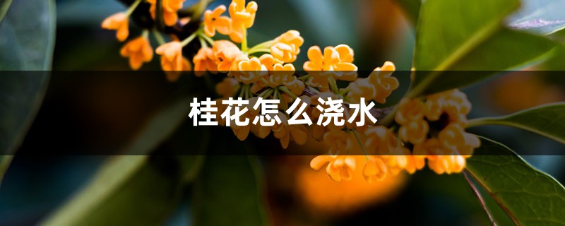 桂花怎么浇水