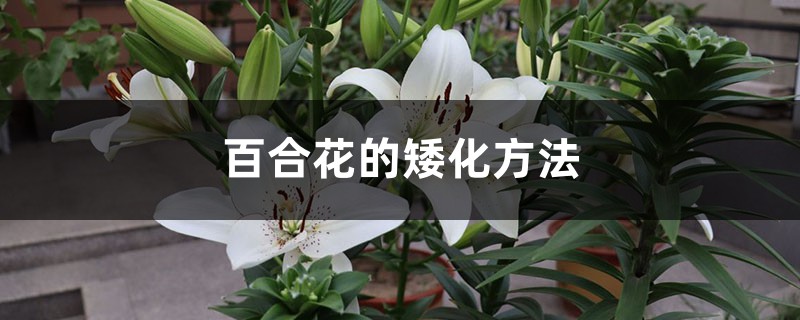 百合花的矮化方法