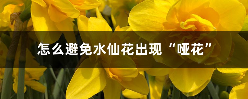 怎么避免水仙花出现“哑花”