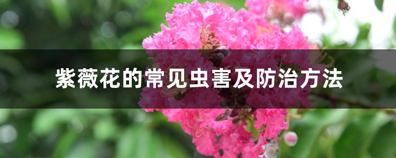 紫薇花的常见虫害及防治方法