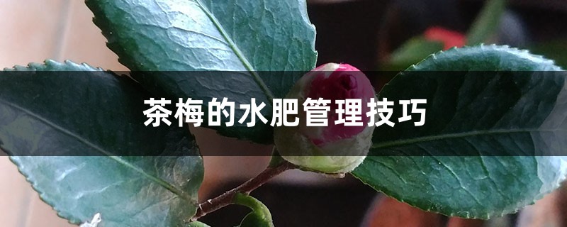 茶梅的水肥管理技巧