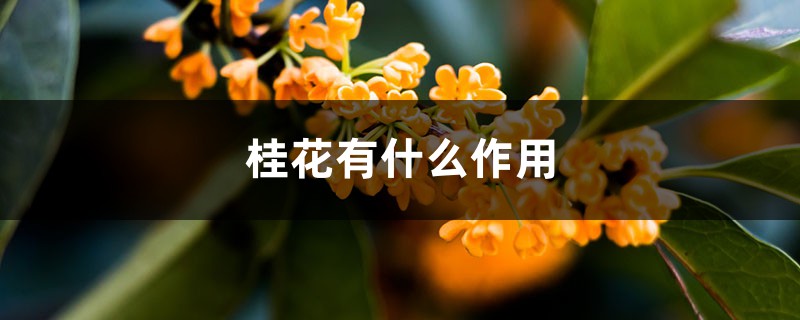 桂花有什么作用